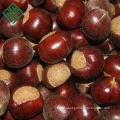 chinese chestnut wholesale price fresh chestnut in shell